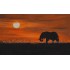 Elephant Natural scenery Canvas Painting 