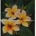 Floral Canvas Painting 