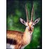 Deer Oil Paintings