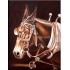 Horse Oil Paintings