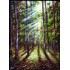 Golden Sunrays Oil Painting
