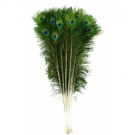 Natural and Real Beautiful Peacock Feathers In Full Length 25 Piece
